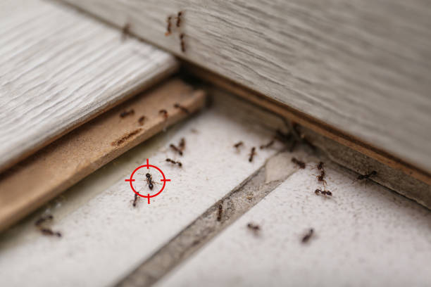 Best Flea Control Services  in Atlantis, FL